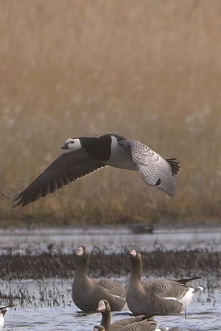 bernikla białolica  - Krzysztof Płotka