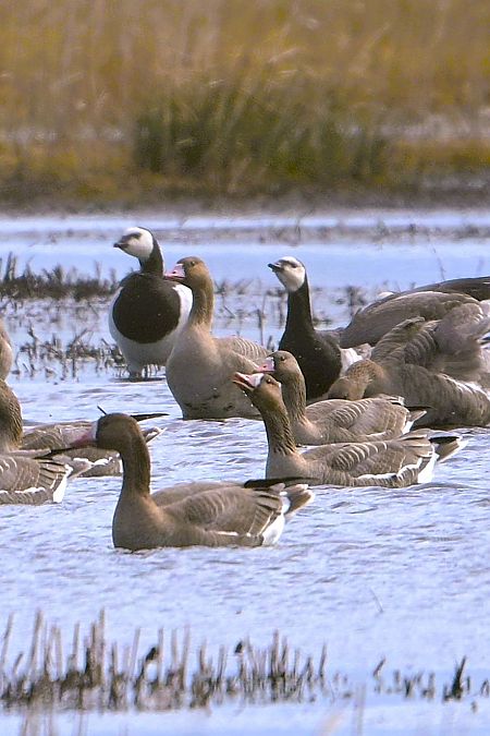 bernikla białolica  - Krzysztof Płotka