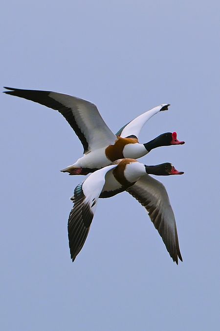 ohar  - Krzysztof Płotka