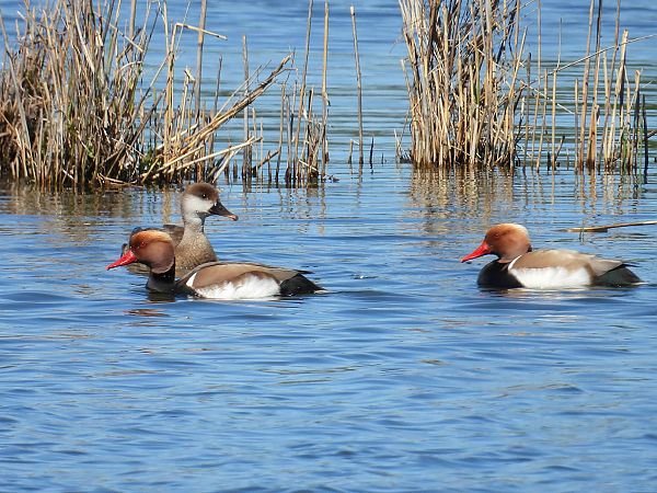 hełmiatka  - Anna Sobczyk