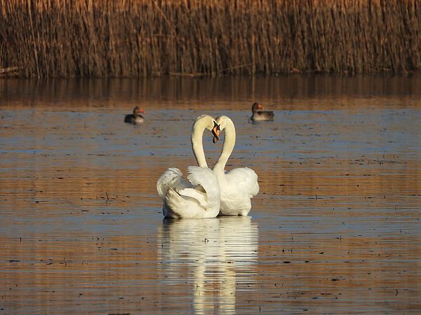 łabędź niemy  - Arek Szypicyn