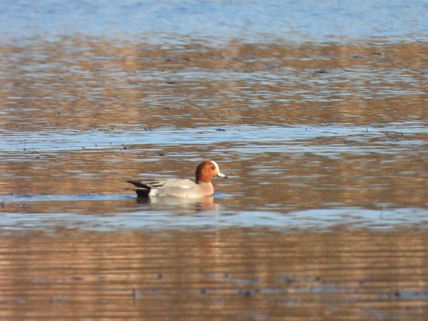 Pfeifente  - Arek Szypicyn