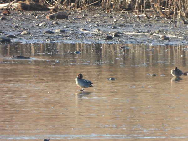 Krickente  - Arek Szypicyn