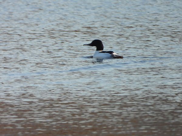 nurogęś  - Arek Szypicyn