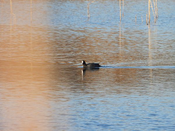 łyska  - Arek Szypicyn
