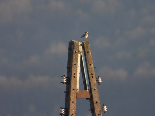 kszyk  - Arek Szypicyn