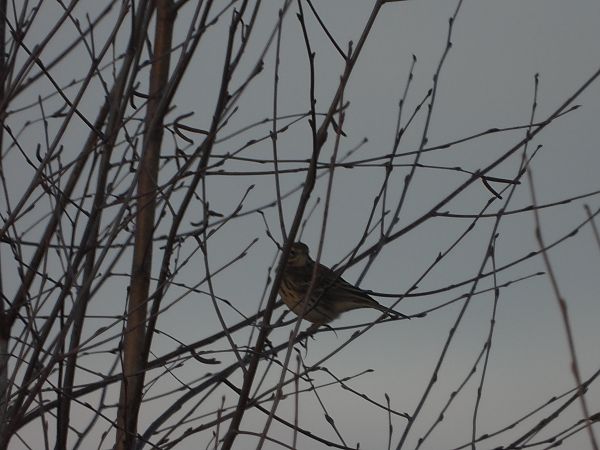 świergotek łąkowy  - Arek Szypicyn