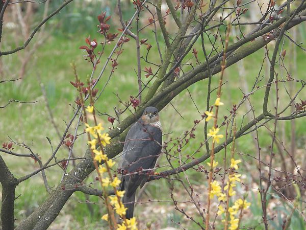 krogulec  - Arek Szypicyn