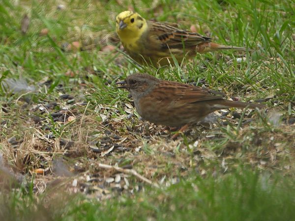 pokrzywnica  - Arek Szypicyn