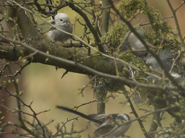 raniuszek  - Arek Szypicyn