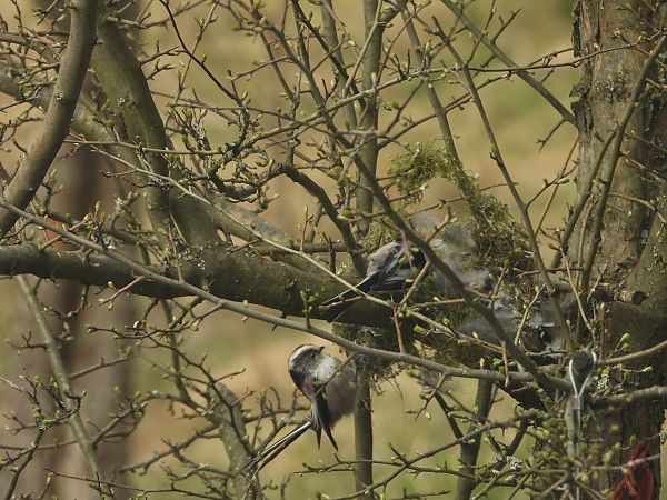 raniuszek (czarnobrewy, ssp. europaeus)  - Arek Szypicyn