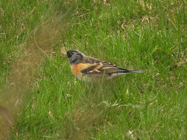 Bergfink  - Arek Szypicyn