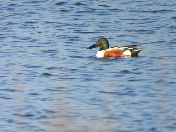 płaskonos  - Arek Szypicyn