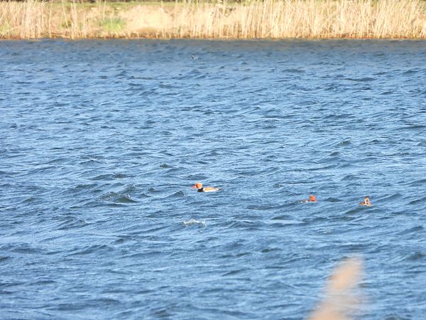 hełmiatka  - Arek Szypicyn