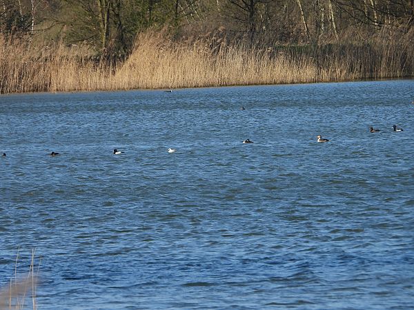 bielaczek  - Arek Szypicyn