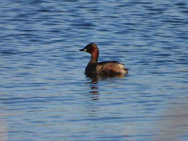 perkozek  - Arek Szypicyn