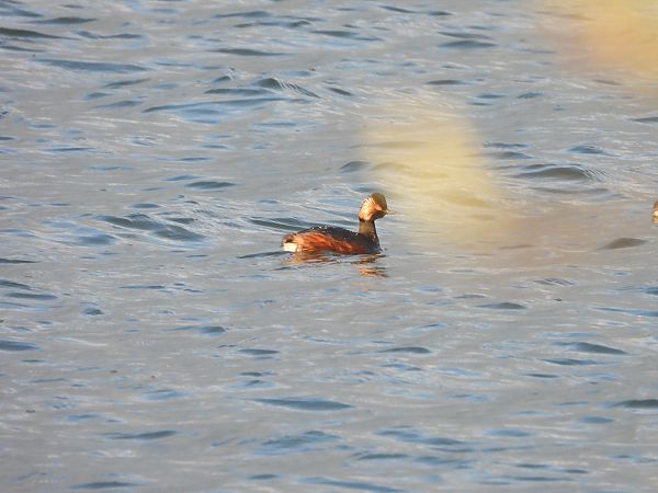 zausznik  - Arek Szypicyn
