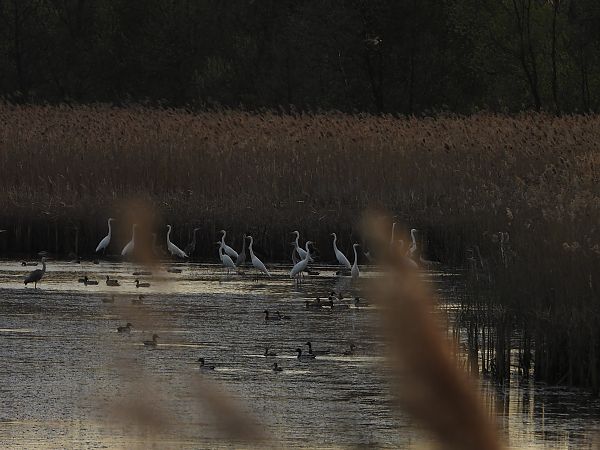 czapla biała  - Arek Szypicyn