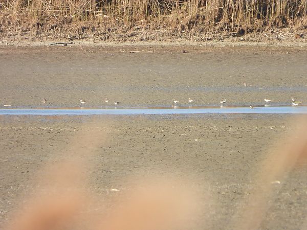 sieweczka rzeczna  - Arek Szypicyn