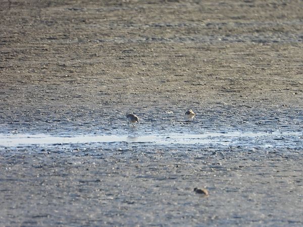 biegus zmienny  - Arek Szypicyn