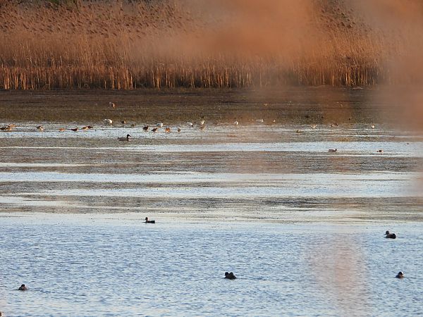 batalion  - Arek Szypicyn