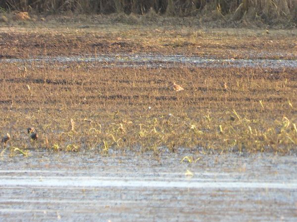 Waldschnepfe  - Arek Szypicyn