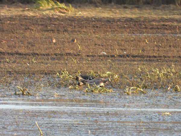 Grosser Brachvogel  - Arek Szypicyn
