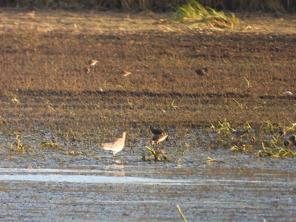 krwawodziób  - Arek Szypicyn