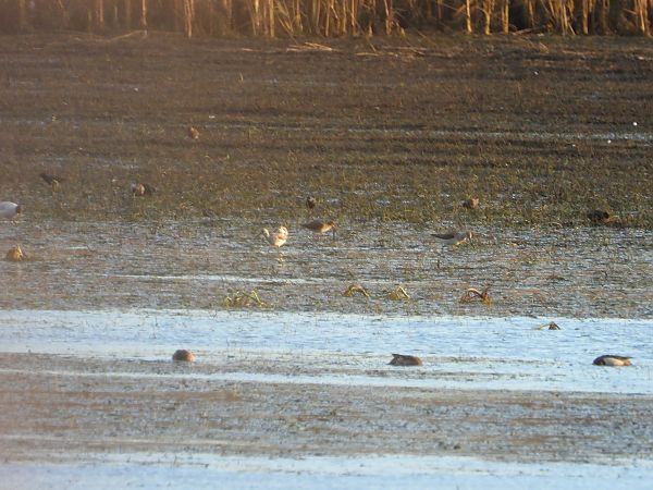 kwokacz  - Arek Szypicyn