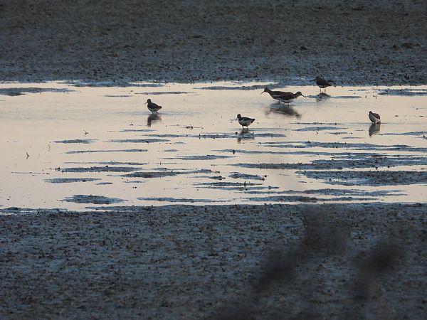 Waldwasserläufer  - Arek Szypicyn