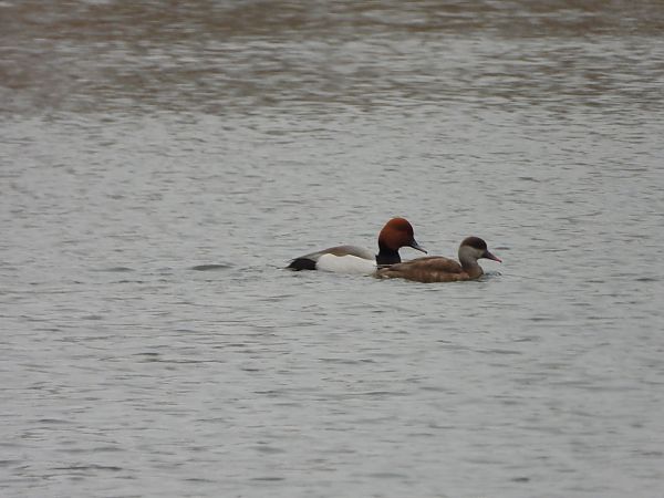 Hybride Fuligule milouin x Nette rousse  - Arek Szypicyn