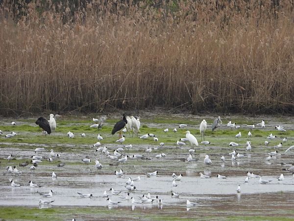 Schwarzstorch  - Arek Szypicyn