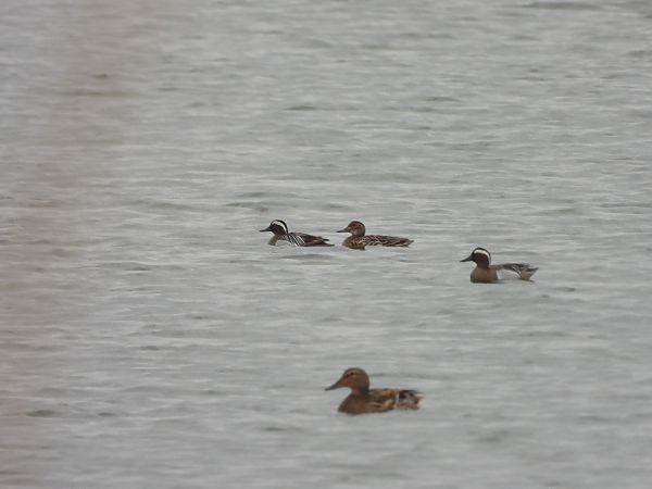cyranka  - Arek Szypicyn