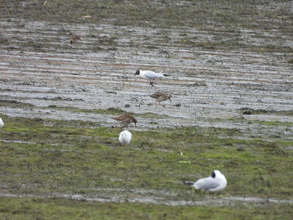 batalion  - Arek Szypicyn