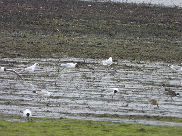 krwawodziób  - Arek Szypicyn