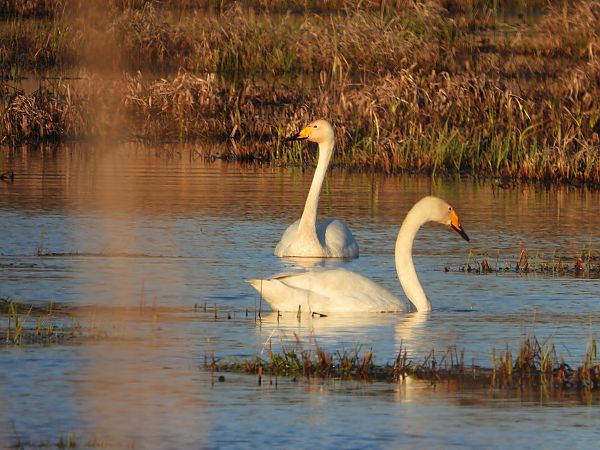 łabędź krzykliwy  - Arek Szypicyn