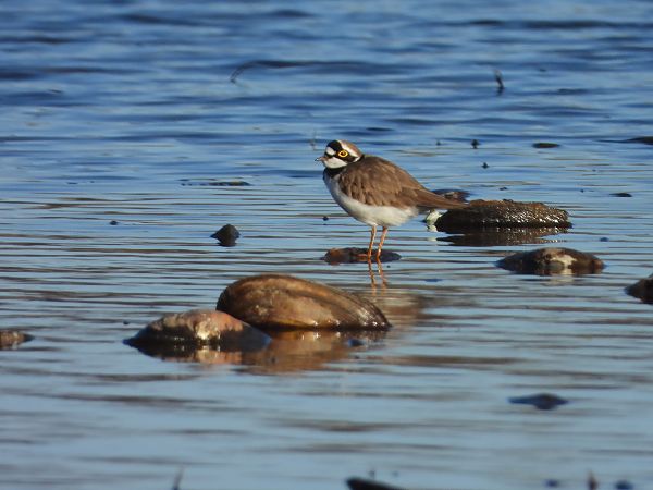 sieweczka rzeczna  - Arek Szypicyn