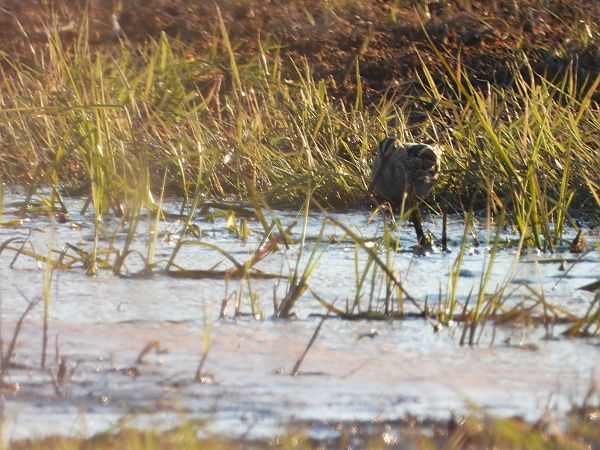 kszyk  - Arek Szypicyn