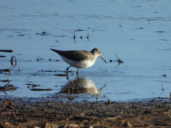 samotnik  - Arek Szypicyn