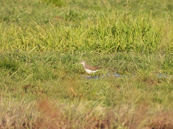 samotnik  - Arek Szypicyn