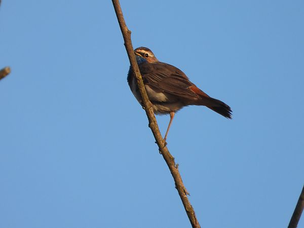 podróżniczek  - Arek Szypicyn