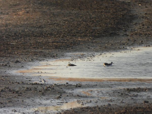 brodziec piskliwy  - Arek Szypicyn