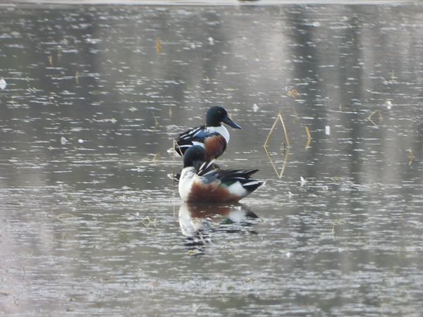 płaskonos  - Arek Szypicyn