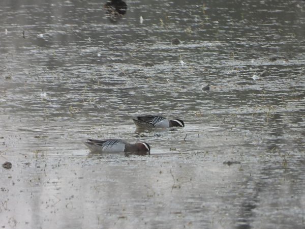 cyranka  - Arek Szypicyn