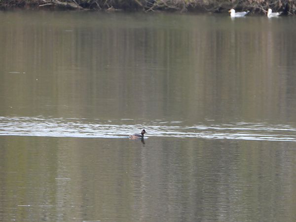 zausznik  - Arek Szypicyn