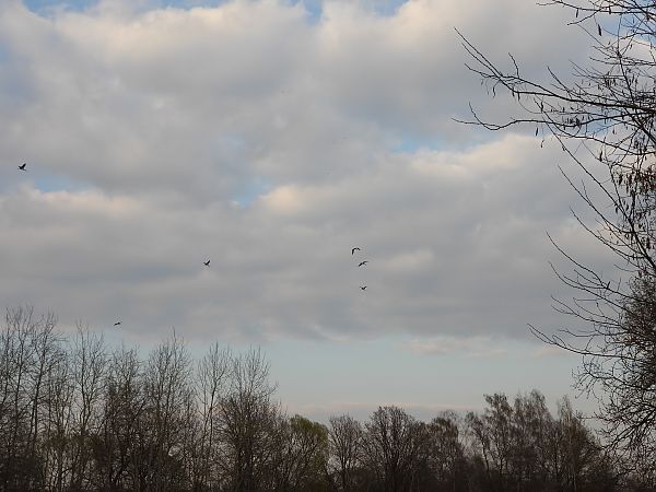 bocian czarny  - Arek Szypicyn