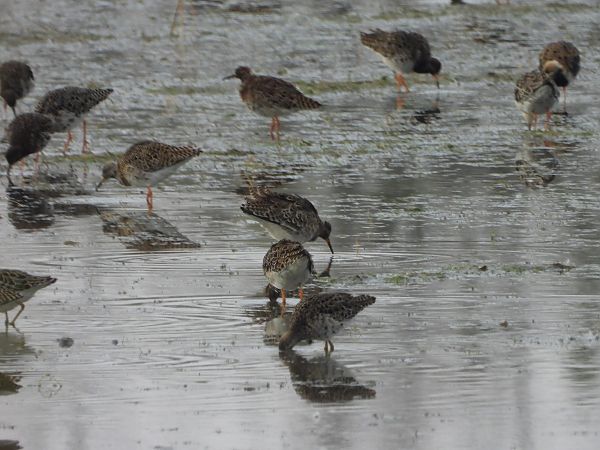 Kampfläufer  - Arek Szypicyn