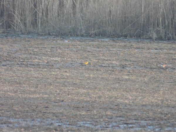 pliszka żółta  - Arek Szypicyn