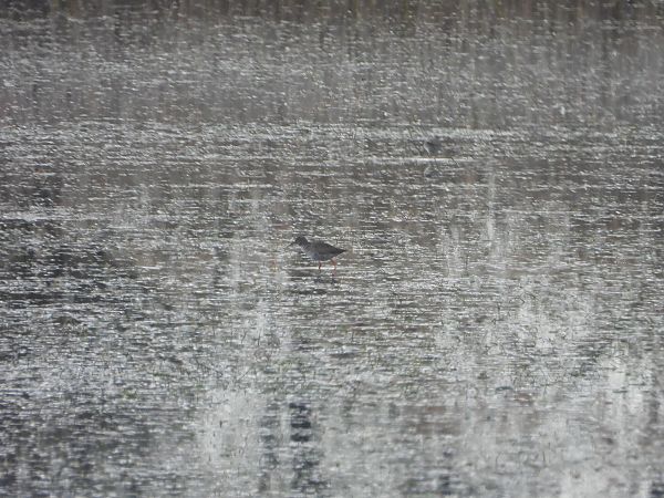 krwawodziób  - Arek Szypicyn