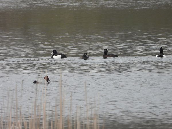 czernica  - Arek Szypicyn